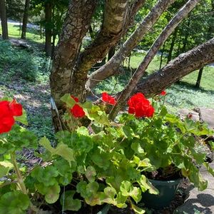 Meet your Posher, Janene